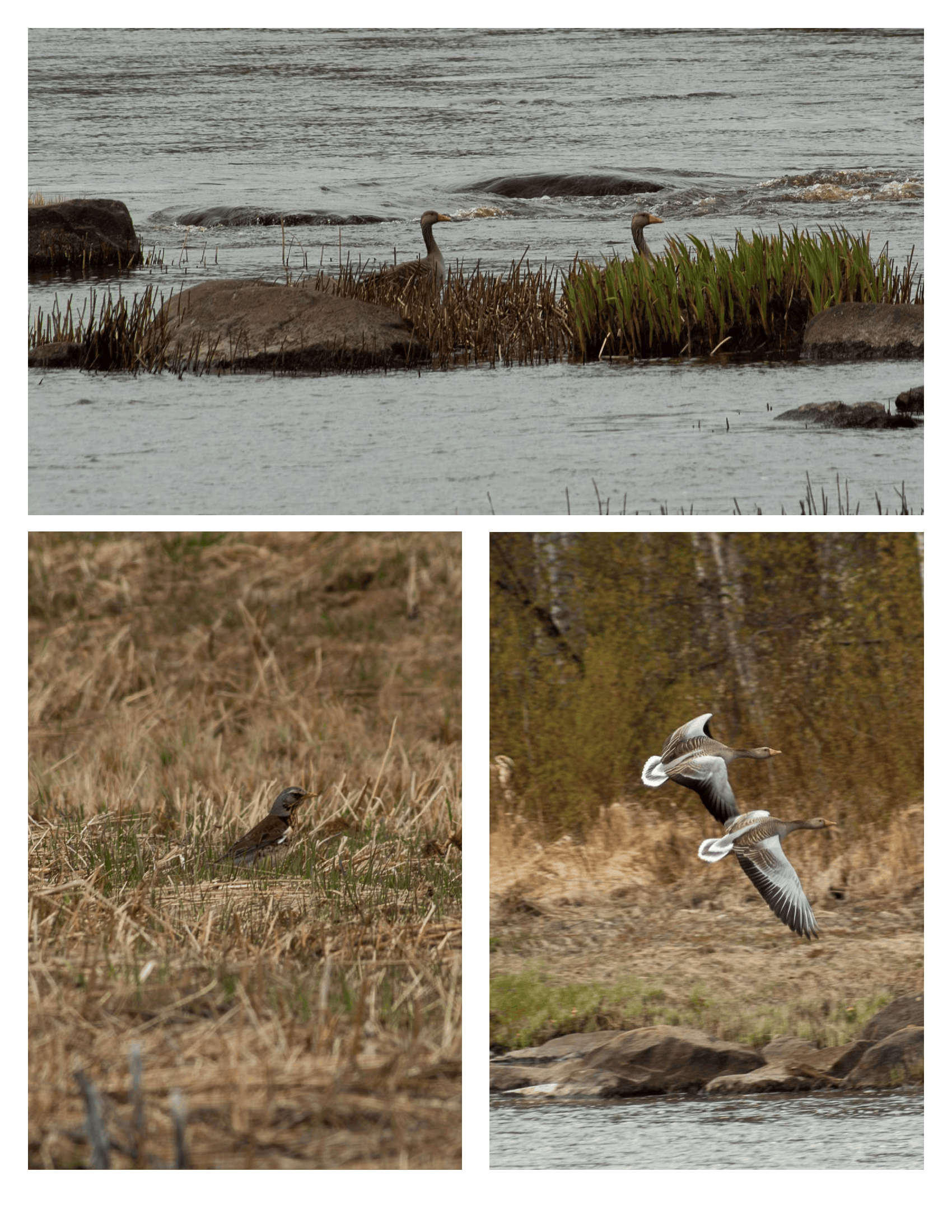 7 May 2026 Birds