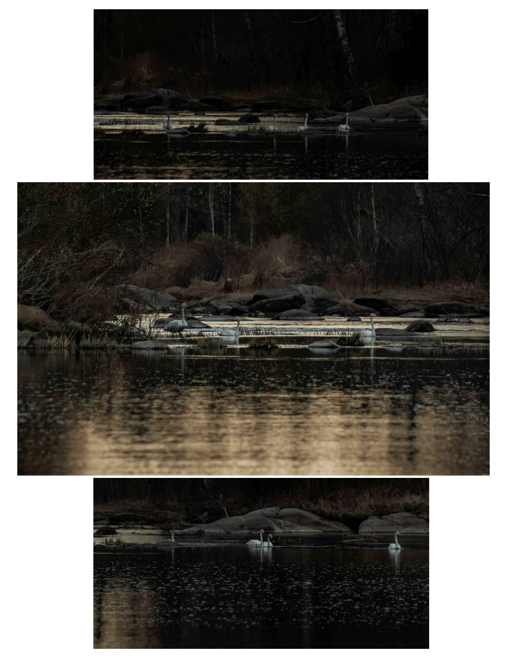 Swans