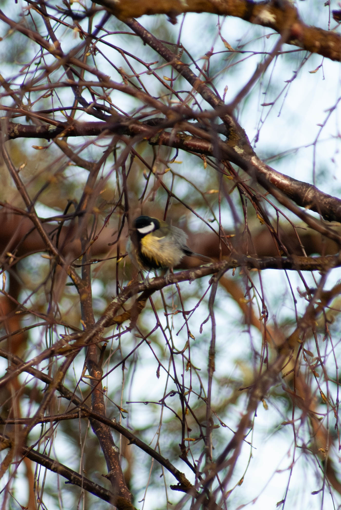 Great Tit